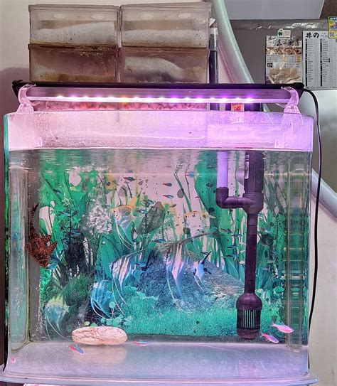 魚缸不養魚可以養什麼|[閒聊] 水族心得整理&給初入此坑的小建議